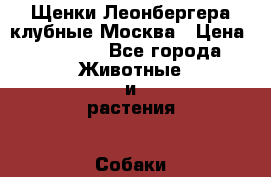 Щенки Леонбергера клубные Москва › Цена ­ 35 000 - Все города Животные и растения » Собаки   . Алтайский край,Алейск г.